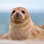 Lejlighed La Verriere. Les Locations Isahora C'est Aussi Plusieurs Appart' De Standing A 2 Pas Du Chateau D'eu, Des Falaises Du Treport, De Mers Les Bains Et Aux Portes De La Baie De Somme Eu (Seine-Maritime)