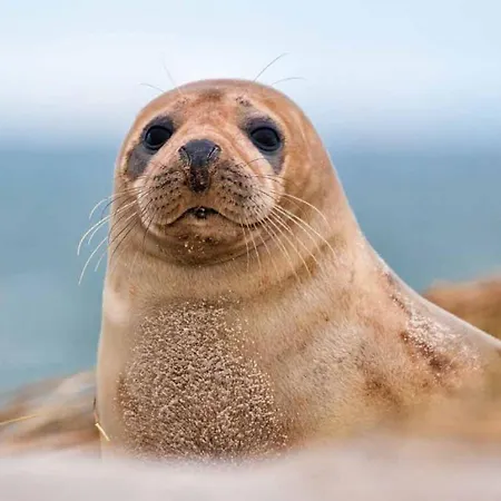 Appartamento La Verrière. Les Locations Isahora C'est Aussi Plusieurs Appart' De Standing à 2 Pas Du Château D'eu, Des Falaises Du Tréport, De Mers Les Bains Et Aux Portes De La Baie De Somme Eu (Senna Marittima)